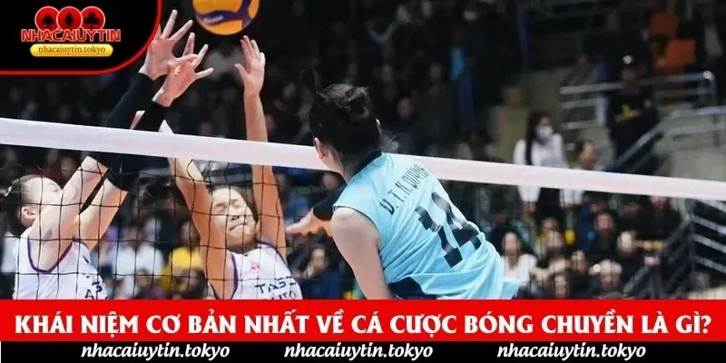 Khái niệm cơ bản nhất về cá cược bóng chuyền là gì?