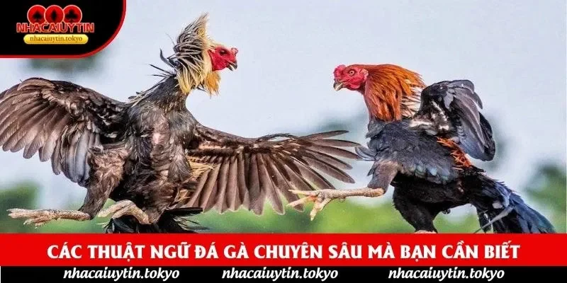 Các Thuật Ngữ Đá Gà chuyên sâu mà bạn cần biết
